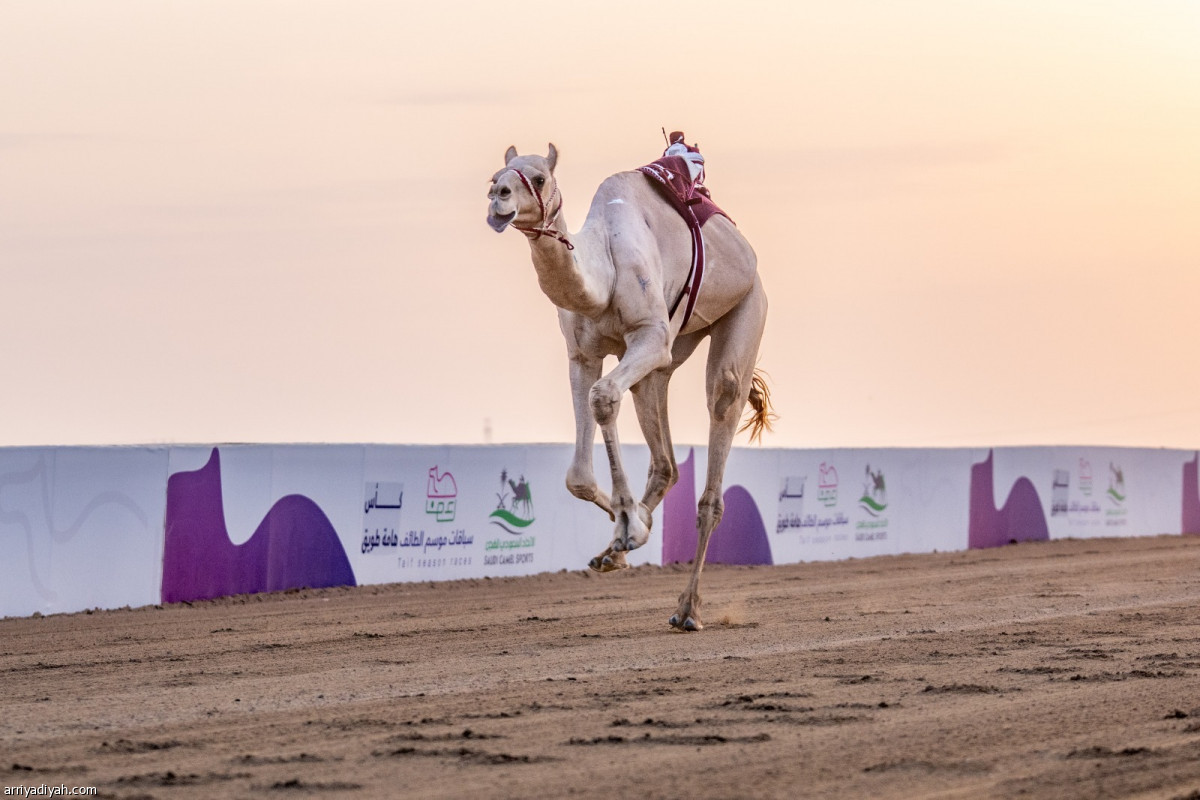 هامة طويق
