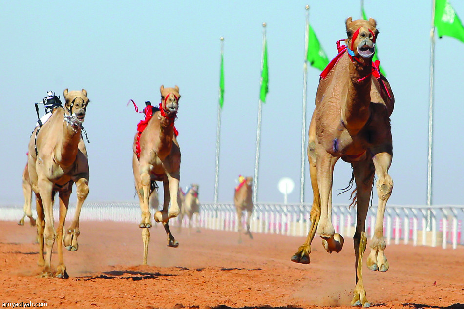 هجن الرئاسة تسيطر