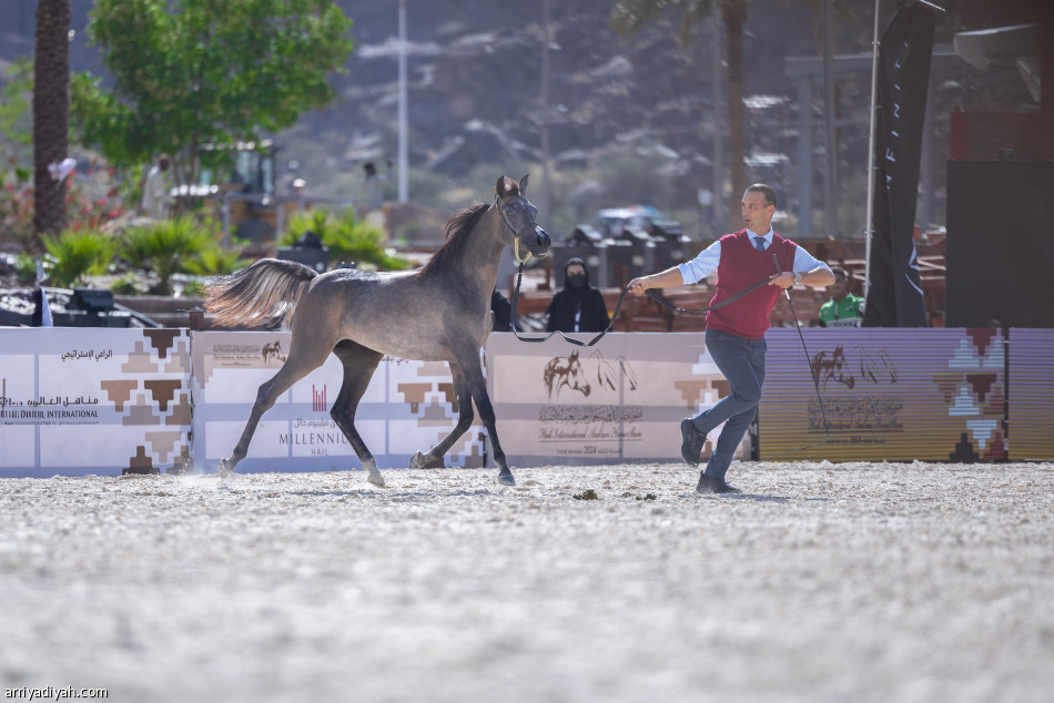 بطولة جمال الخيل.. 7 فائزين في اليوم الأول