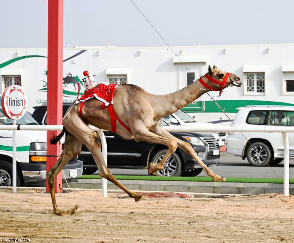 مهرجان ولي العهد..
انتصارات خليجية