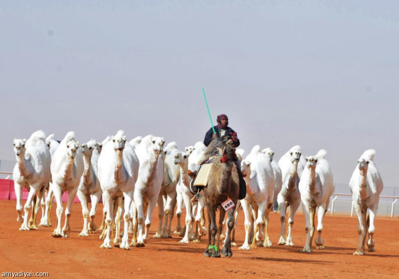 صورة التقطت لمنقية أثناء خوضها غمار المنافسة في ميدان الملك عبد العزيز للإبل في الصياهد (أرشيفية)