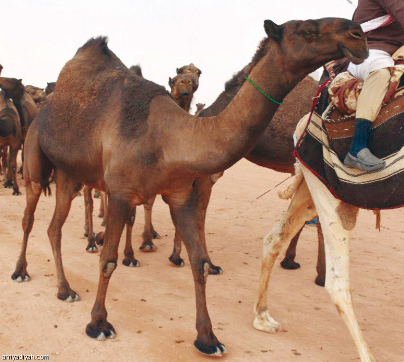 صورة التقطت لمضيمات الصفر أثناء خوضها غمار مهرجان المؤسس في النسخة الثانية التي انتزعت فيه المركز الأول تصوير: بندر الرمالي