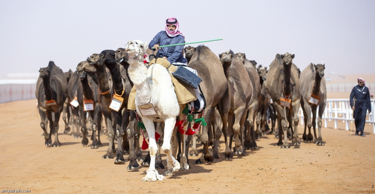 عرض الصفر