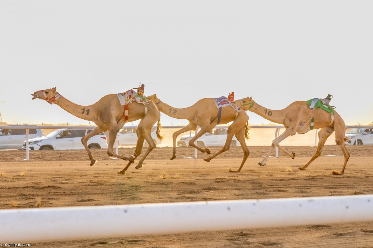 هامة طويق