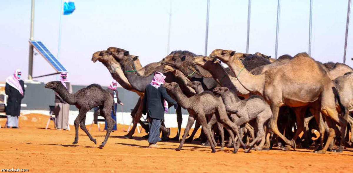 مهرجان المؤسس.. عروض مميزة