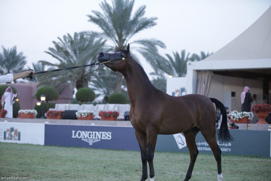 Bandar Al-Faisal kroont kampioenen aan het einde van het 12e schoonheidskampioenschap