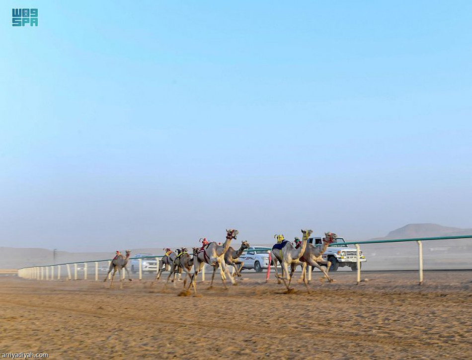 ميدان تبوك للهجن ينظم سباق المفاريد التأهيلي