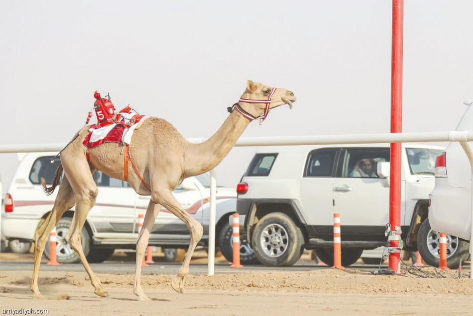 علوش 
يسجل رقما قياسيا في أول أيام مهرجان ولي العهد