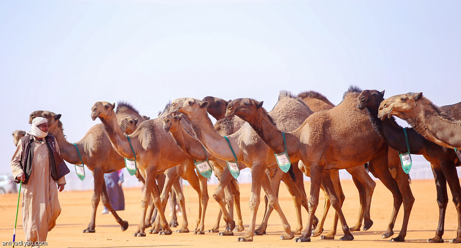 «الشرقية» 
تتزعم دق الصفر