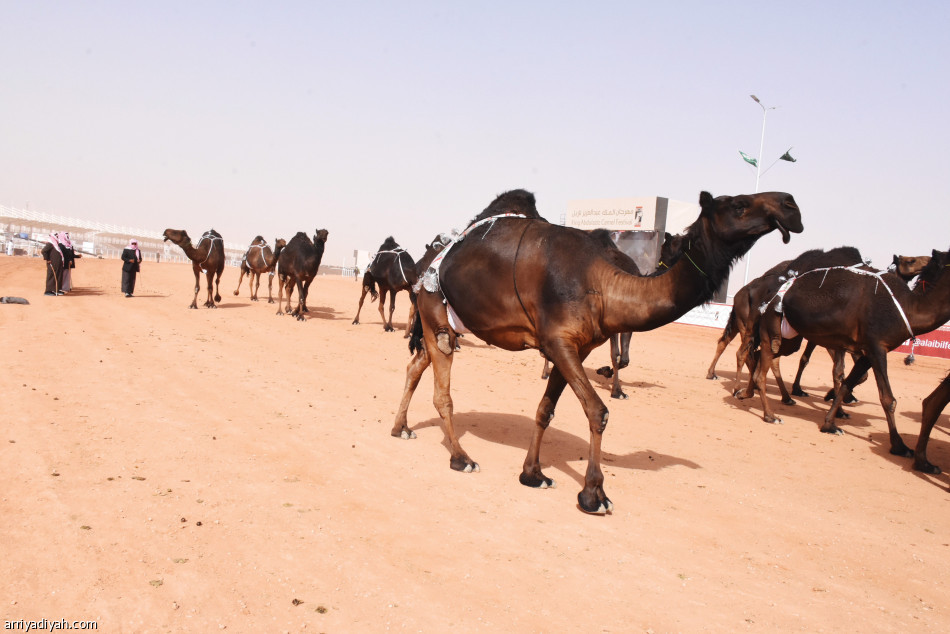 عودة
الأقوياء