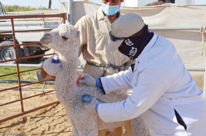 صورة التقطت لفرق الزراعة أثناء وضعها الشرائح الإلكترونية (أرشيفية)