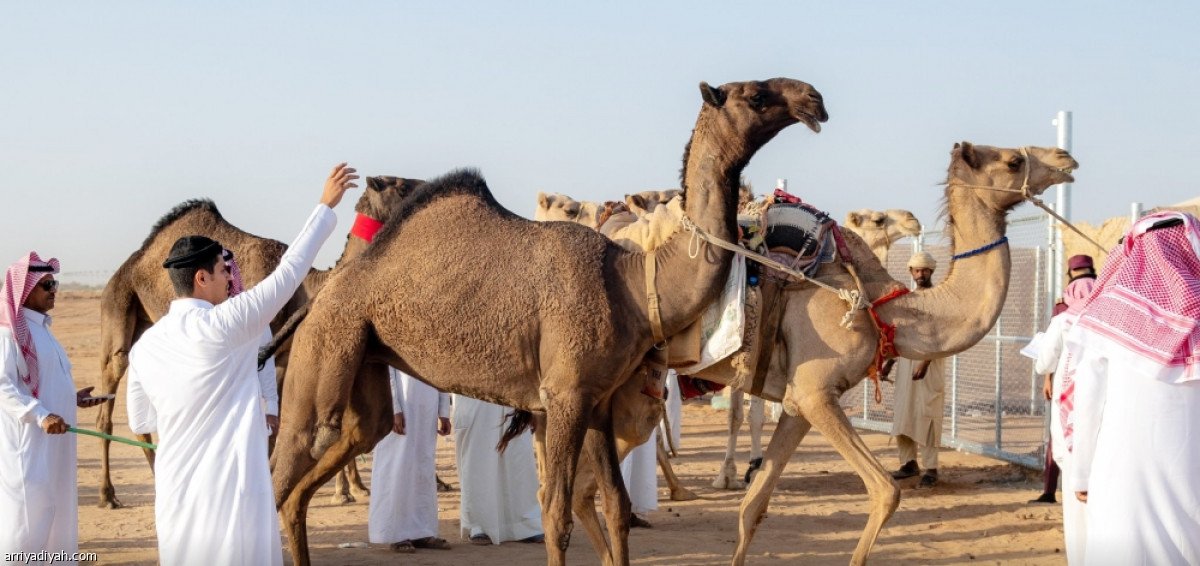 انطلاق جادة الإبل