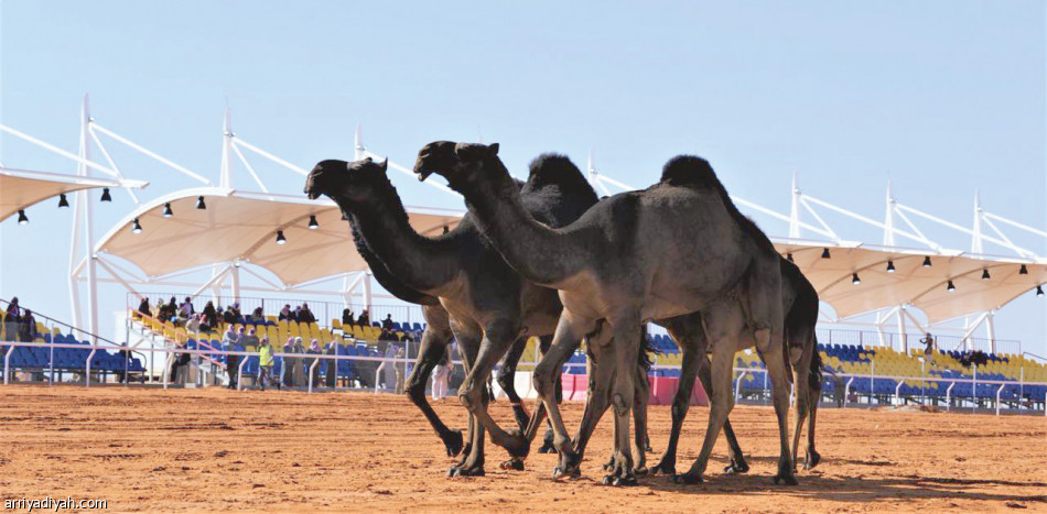 ميدان مهرجان الملك عبد العزيز للإبل في الصياهد