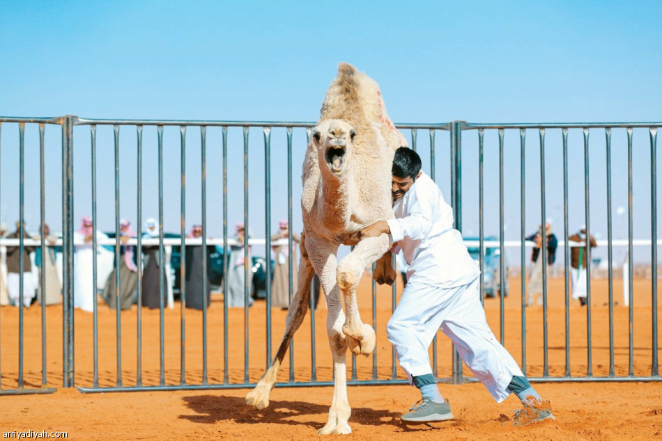 «قعودك»
يلهب الصياهد