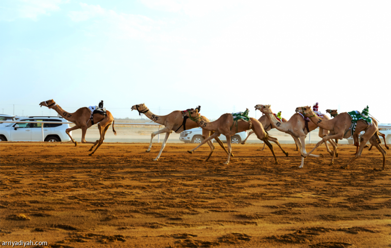 مهرجان ولي العهد.. سيطرة سعودية على كؤوس «المزاين»