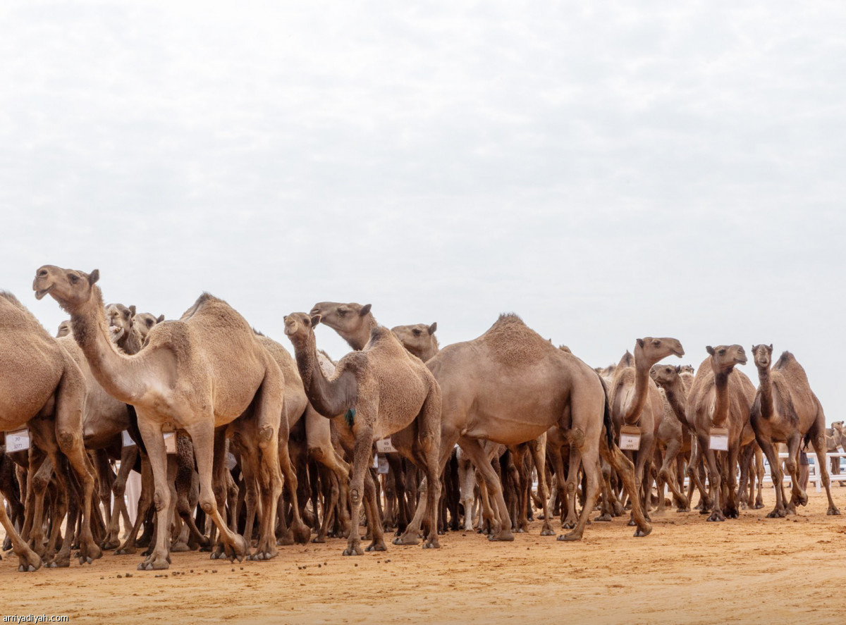 بيرق الموحد.. ابن سمار الأول