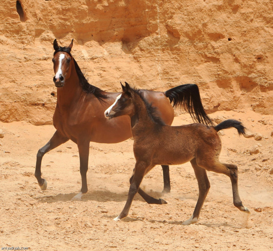 الواهو تعلن عن صدارة السعودية عالمياً في إنتاج الخيل العربية