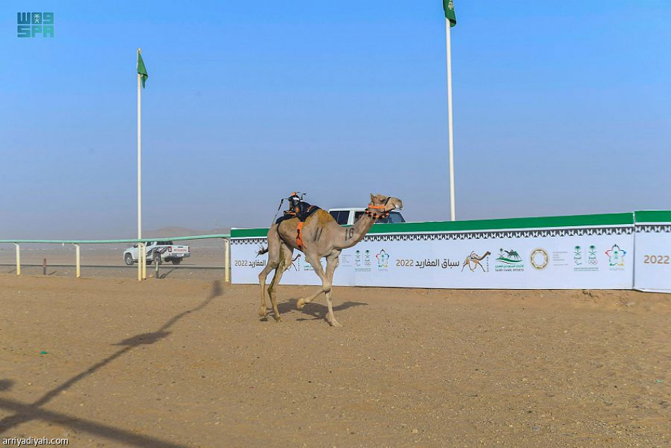 ميدان تبوك للهجن ينظم سباق المفاريد التأهيلي