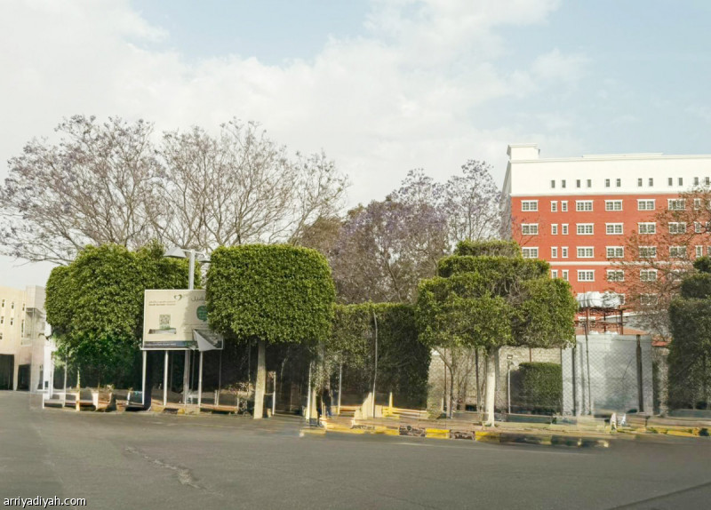 أبها تستقبل موسم «الجاكرندا»