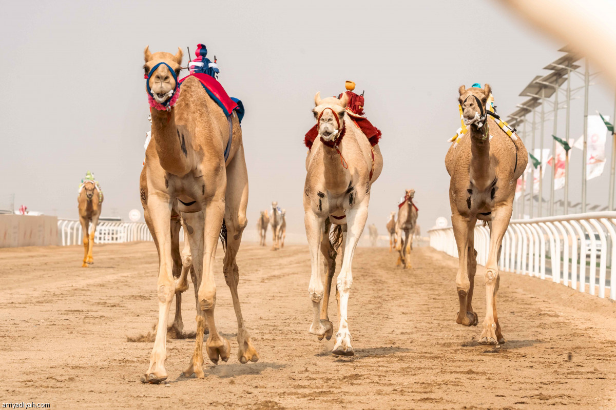 الهجن.. تتويج الأبطال