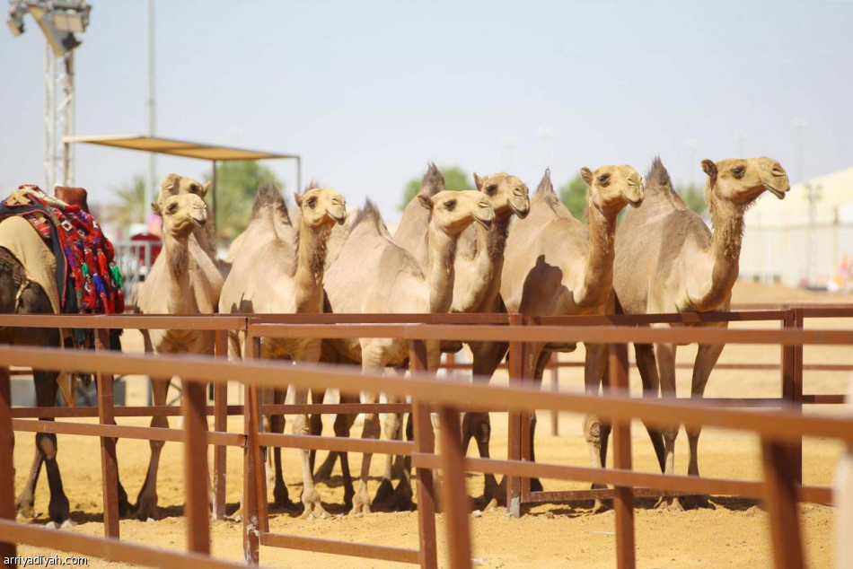 فهد بن سلطان يرعى الحفل الختامي