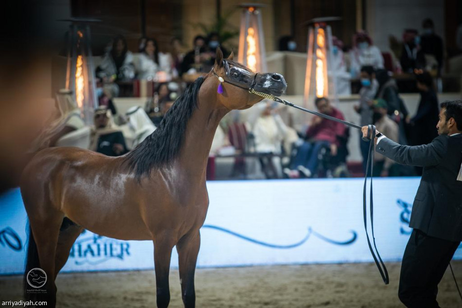أمير الرياض يرعى ختام المهرجان السعودي للجواد العربي